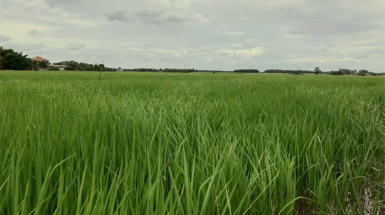 Grass Blowing In Wind